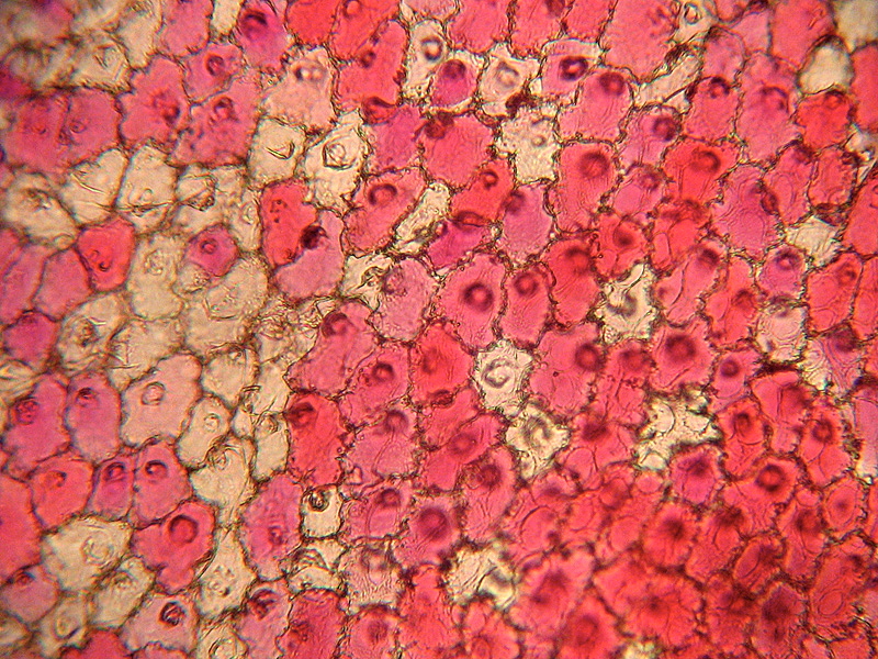 Rose petals NOTE TO ME FIND OUT IF THIS IS MICROSCOPIC SLIDE OR WHAT