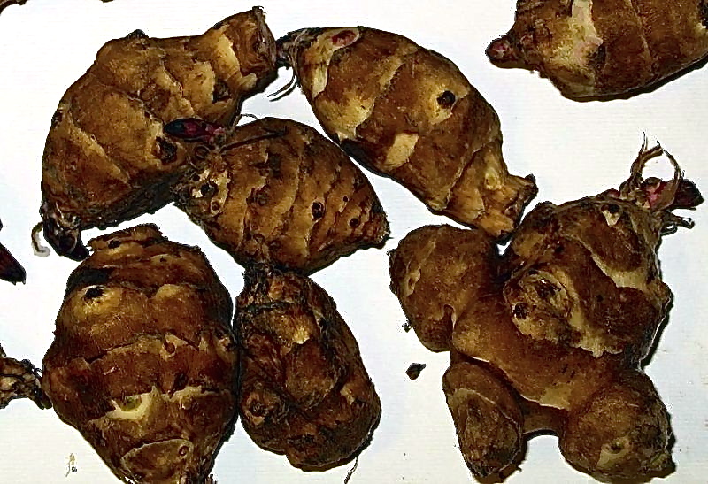 Jerusalem Artichoke (Tompinambur hellianthus tuberosus)
